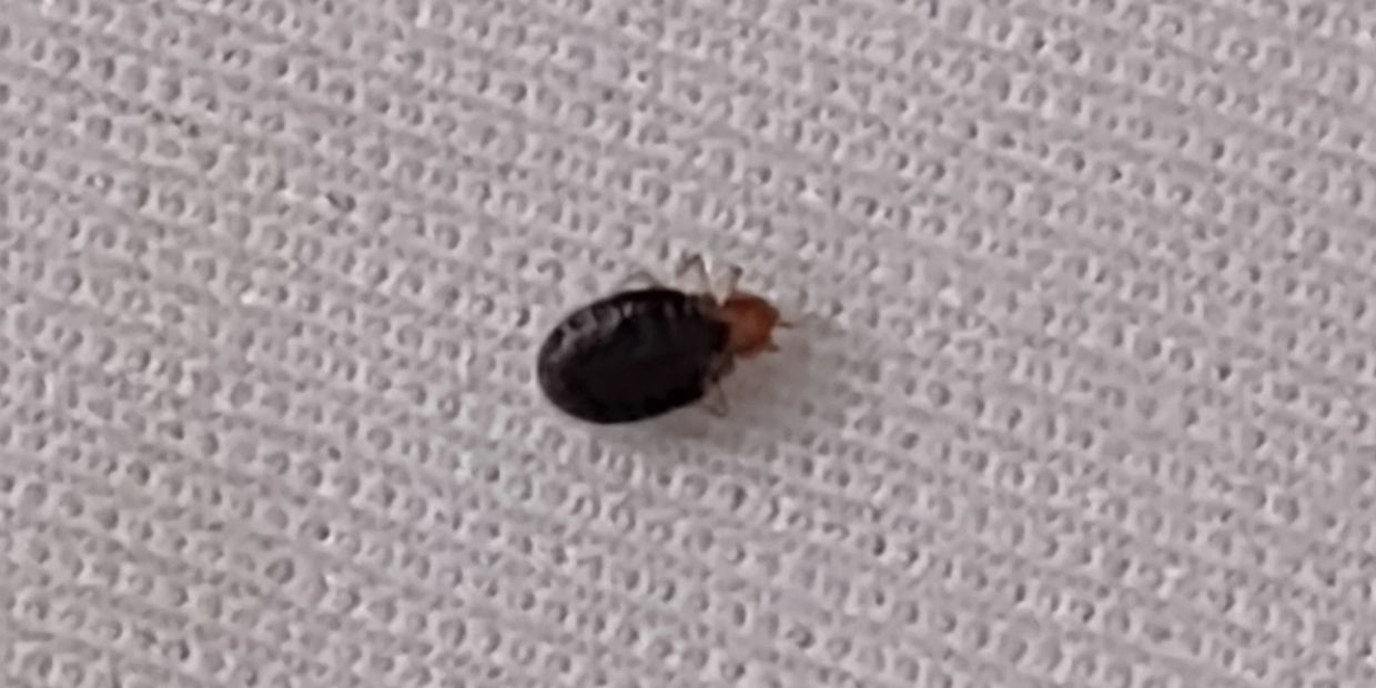 Bed Bug on White sheet. 