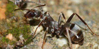 Ants crawling on rock.