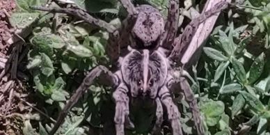 Large Brown Spider