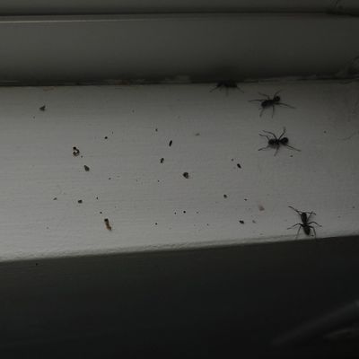 Carpenter Ants on a window seal.