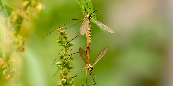 Mosquitoes mating 