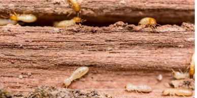Each year, termites cause an estimated $5 billion in property damage. These tiny pests form in large