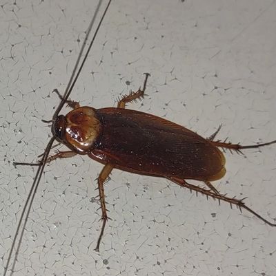 Roach on a floor. 