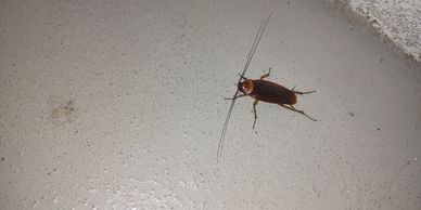 Roach crawling on a floor. 