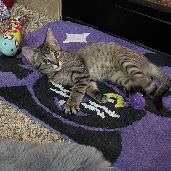 Kitten laying in front of fireplace on Halloween mat.
