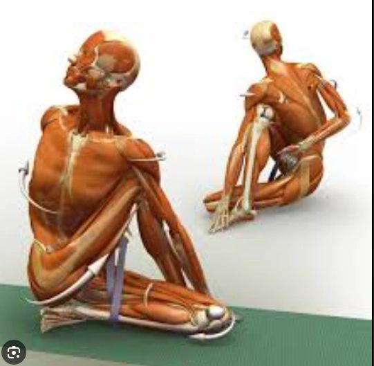 Ardha Matsyendrasana — Anatomical Intelligence in Motion