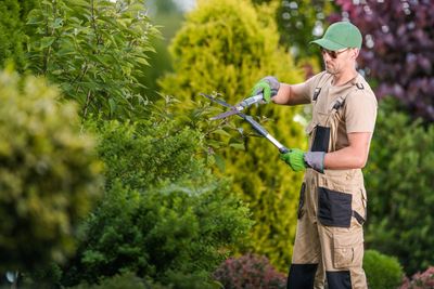 Man trimming green bushes in a garden with hedge shears.