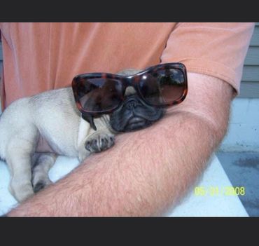 Pug Nugget