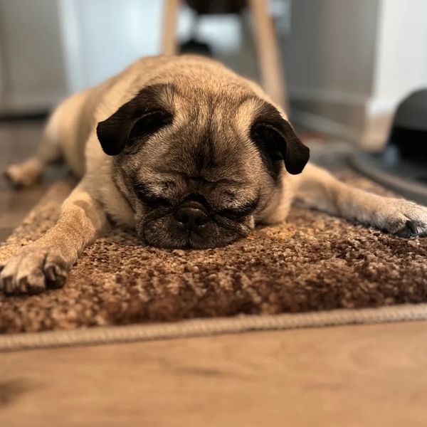 Sleepy Pug