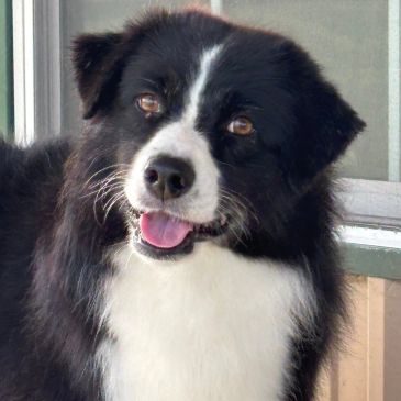 A happy black and white dog with brown eyes.