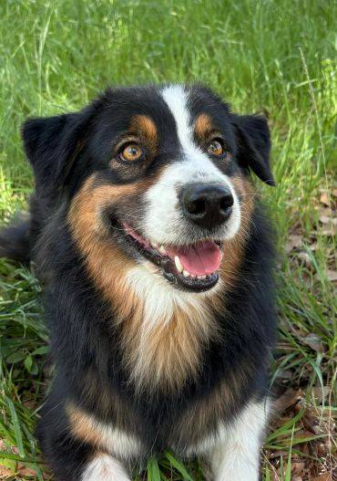 Happy black and tan dog sitting on grass.