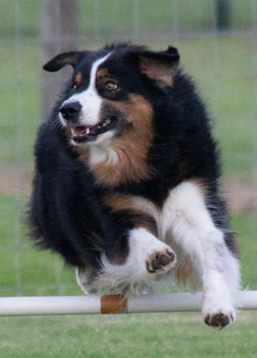 Dog leaping over an agility hurdle.