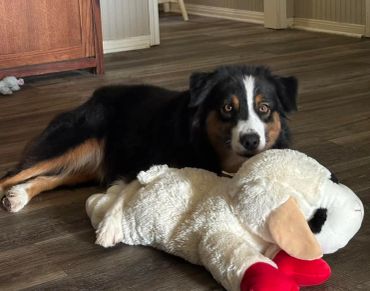 Dog lying on the floor next to a large stuffed animal.