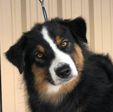Cute black, white, and brown dog with tilted head.