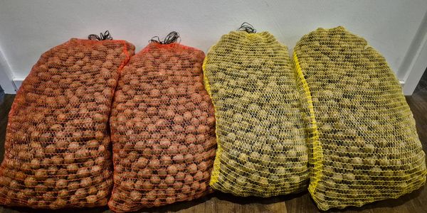 Mehrere 10kg Gebinde Jubaea chilensis Samen