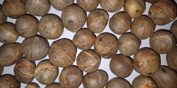 Einzelne Samen der Jubaea chilensis