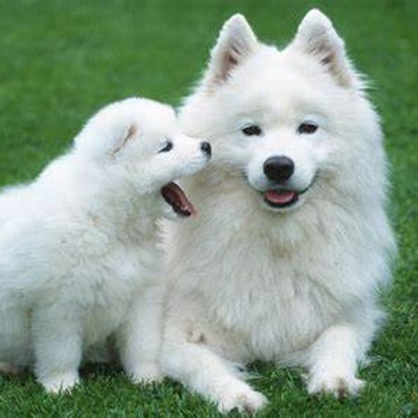 platinum puppy and dog membership package new westminster pricing platinum 