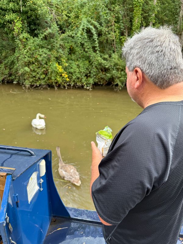 So many ducks and swans, gotta feed them all