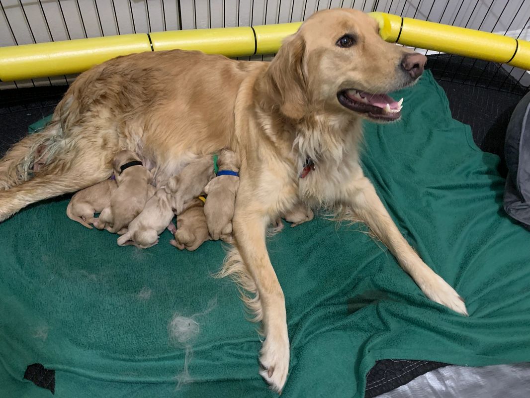 Cj S Golden Home Canine Training Golden Retriever Breeding