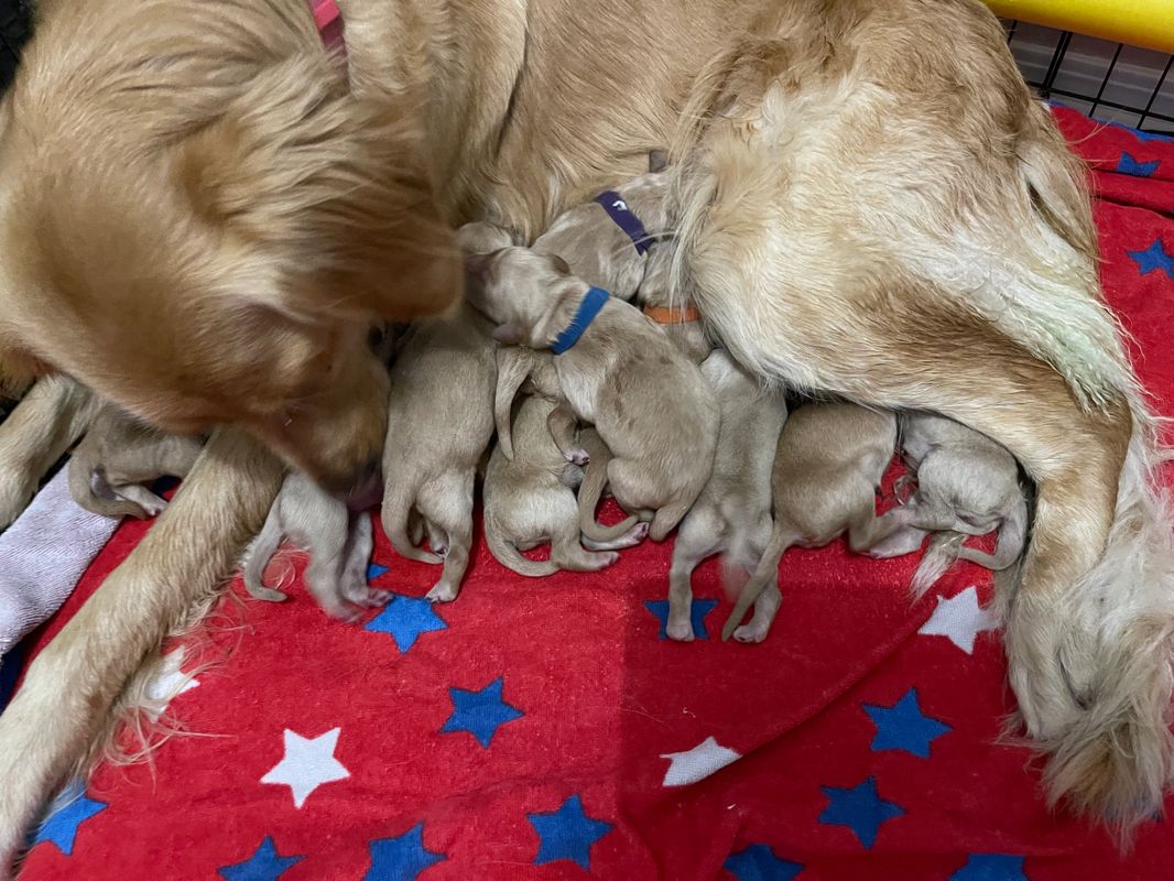 Cj S Golden Home Canine Training Golden Retriever Breeding