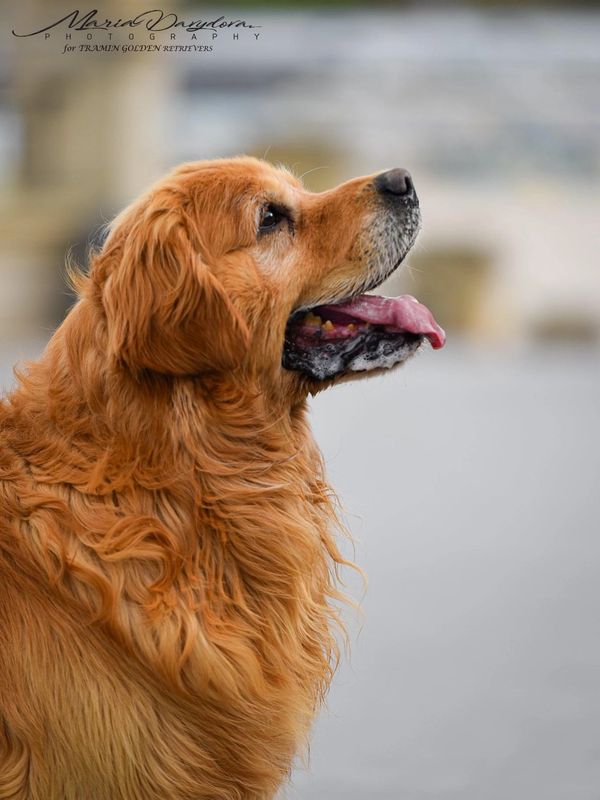 CJ's Golden Home in Wichita, Kansas.  Golden Retriever breeder, show / sport / competition quality, 