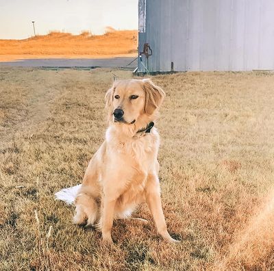 Cj S Golden Home Akc Registered Golden Retriever Puppies