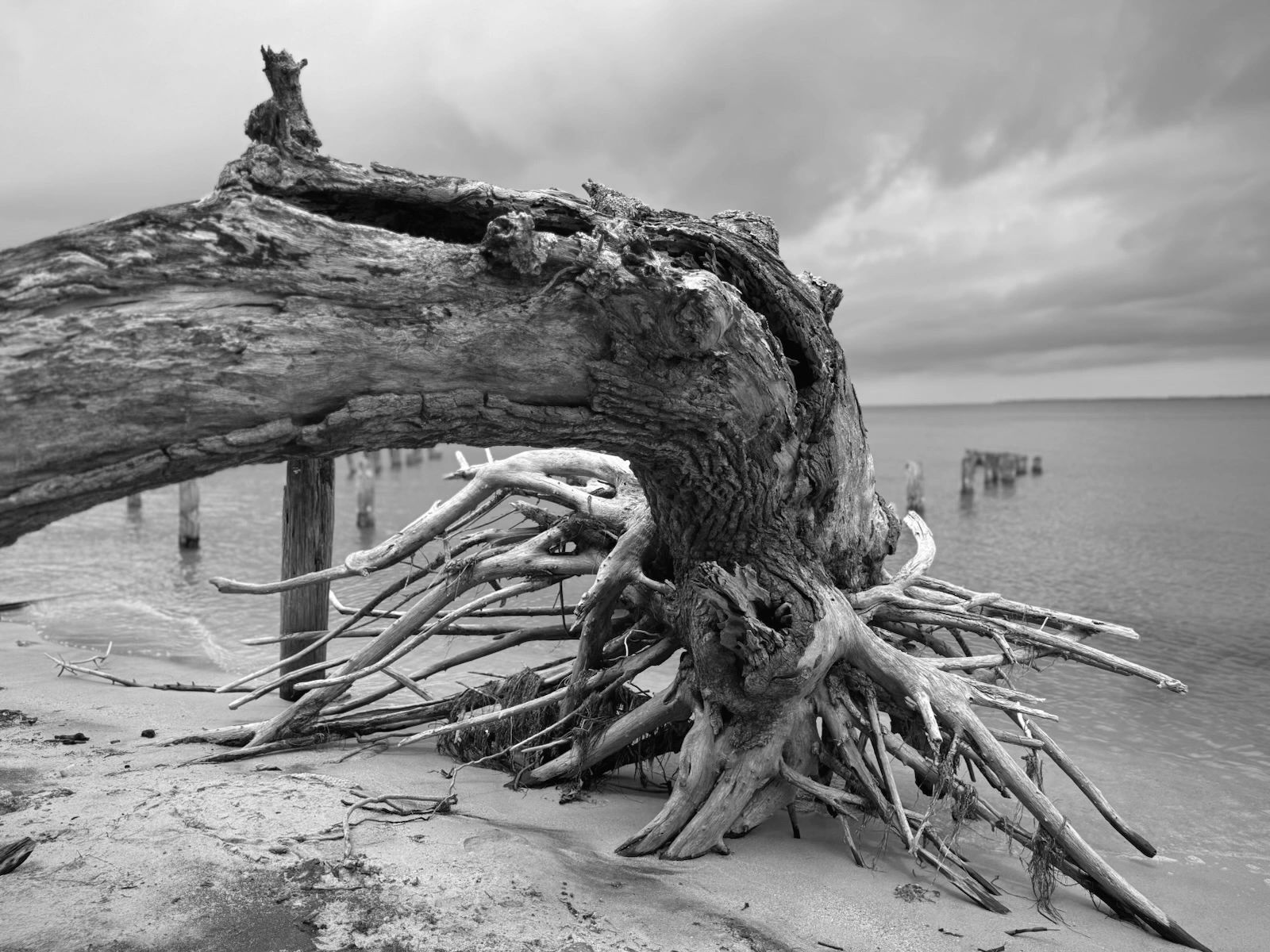 Drift wood on the beaches of South Carolina-2025