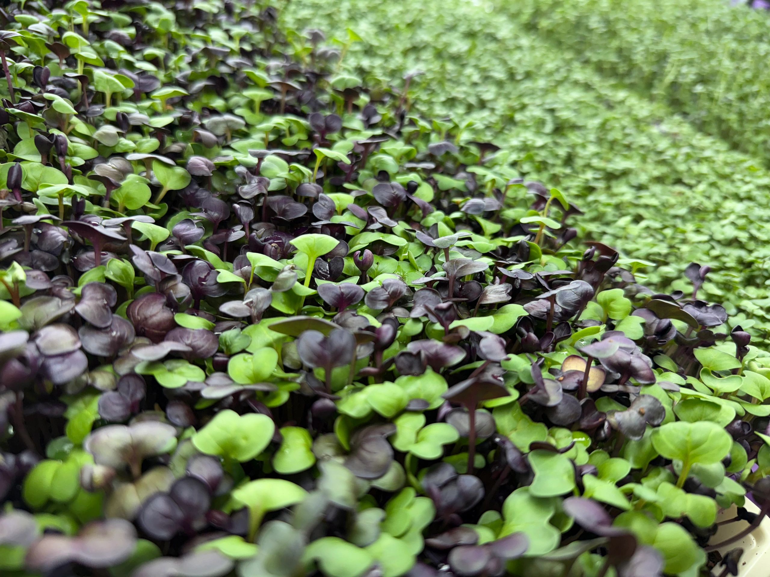13+ Quinoa Microgreen Buy Fresh Microgreens Online | Home Delivery