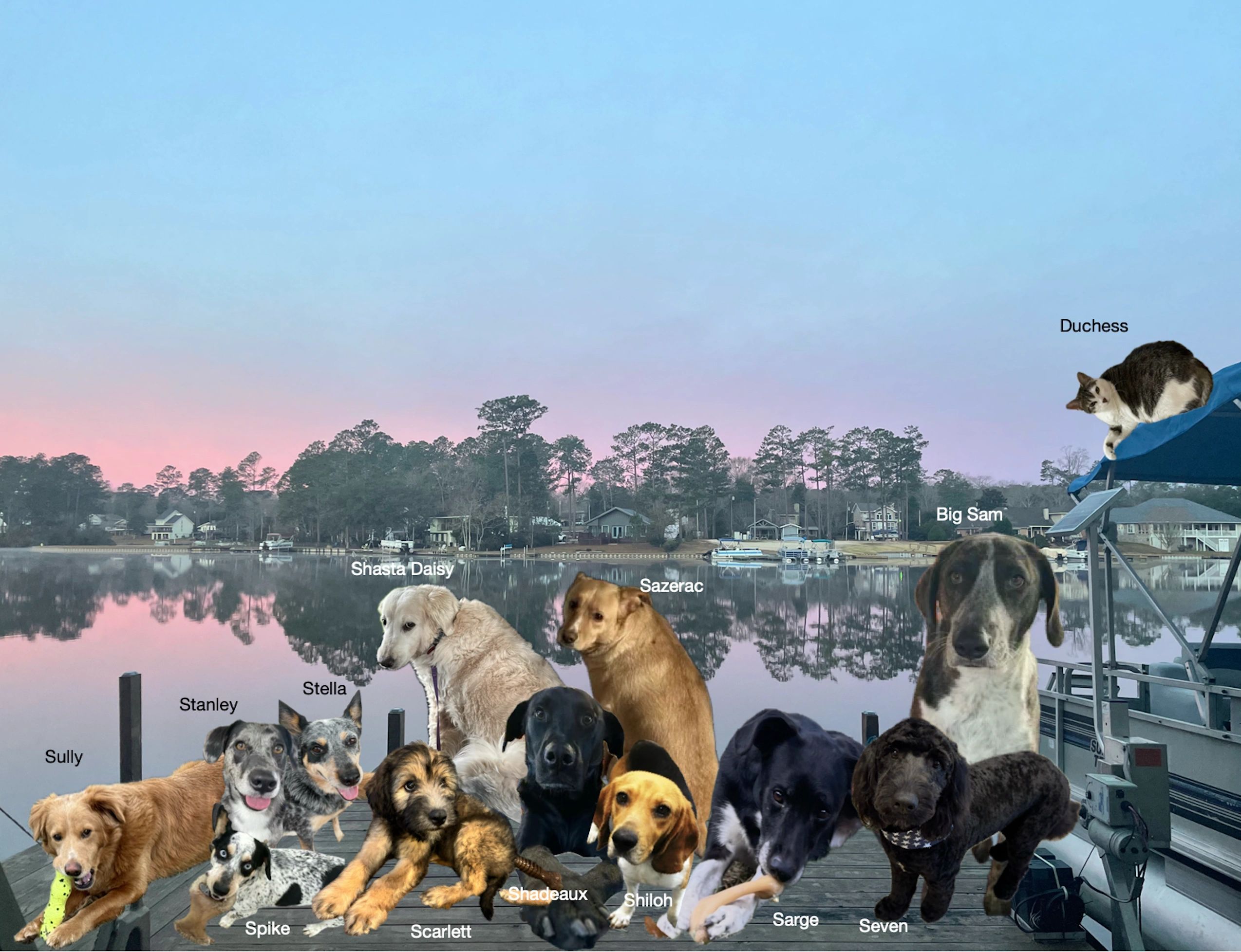 Group of dogs with names on a dock by a lake at sunset.