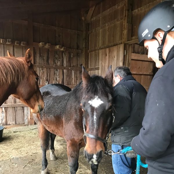 Equine Assisted Learning