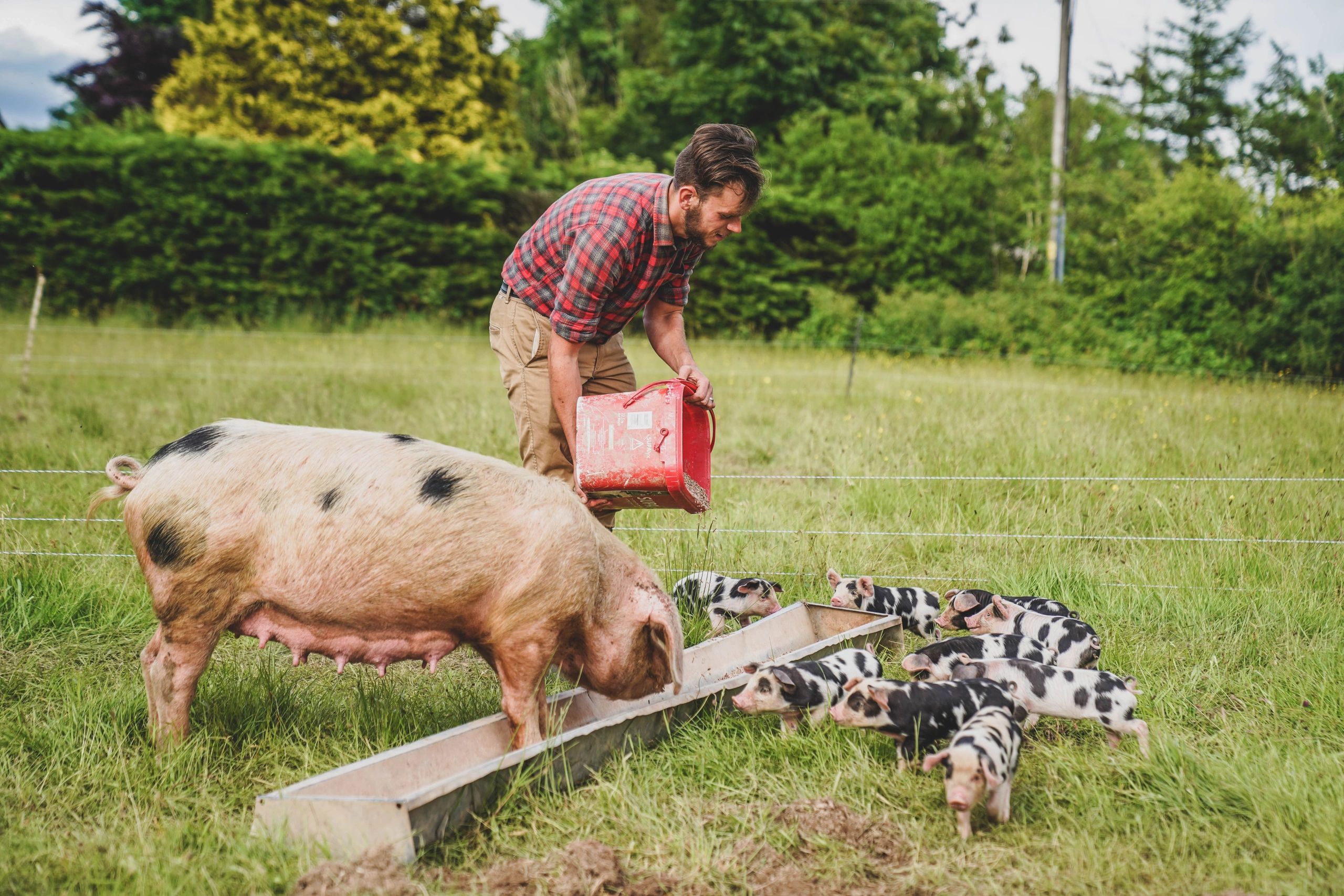Farmer feeding pig and piglets
