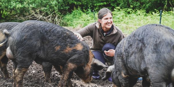 Farmer feeding pigs in woodland