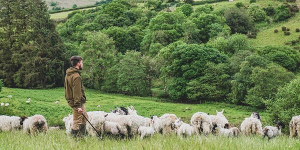 Farmer looking at sheep in field overlooking moorland
