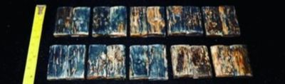 Collection of petrified wood samples with a ruler for scale.