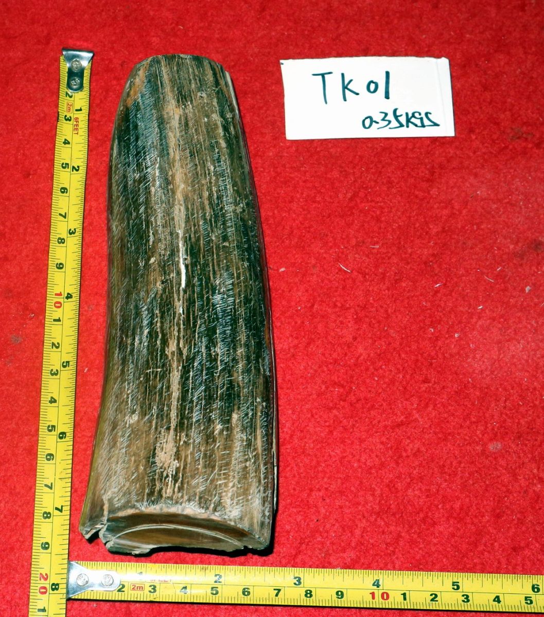 TK01 mammoth ivory bark one piece
