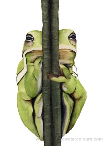 Watercolour painting of a green frog clinging to a stem, detailed wildlife art by Kathryn Taylor