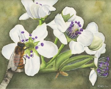 Watercolour painting of a bee on white blossoms, delicate floral and nature art by Kathryn Taylor