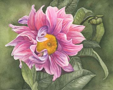 Watercolour painting of a pink dahlia with lush green leaves, vibrant floral art by Kathryn Taylor