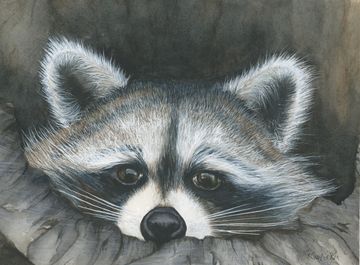 Watercolour painting, raccoon peeking from a tree trunk, realistic wildlife art by Kathryn Taylor.