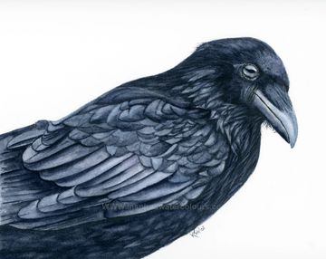 Watercolour painting of a black raven, featuring detailed blue-black feathers on a white background.
