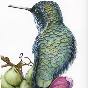 Green hummingbird watercolour print perched on branch with soft floral detail, vibrant wildlife art 