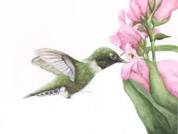 Hummingbird watercolour with iridescent feathers and pink flowers by Canadian artist Kathryn Taylor.
