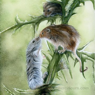 Watercolour painting of field mice on a thistle, nature-inspired wildlife art by Kathryn Taylor