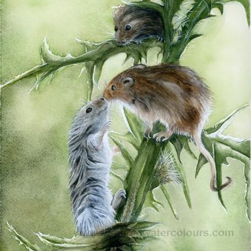 Field mice watercolour wildlife print featuring three woodland mice on green branches