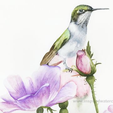 Watercolor painting of a hummingbird perched on pink and purple flowers.