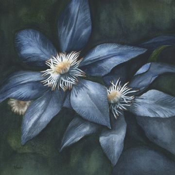 Watercolour painting of blue clematis flowers on a dark background by artist Kathryn Taylor.