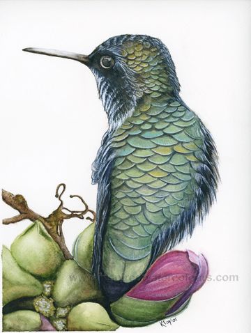 A detailed watercolor of a ruby-throated hummingbird perched on a branch with vibrant seed pods and 