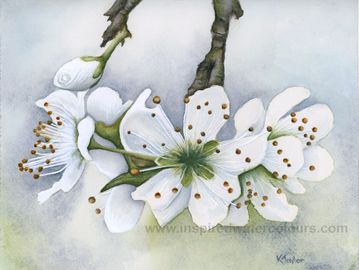 Watercolour painting of white cherry blossoms on a branch, delicate floral art by Kathryn Taylor