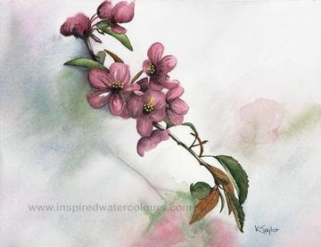 Watercolour painting of pink cherry blossoms on a branch, delicate floral art by Kathryn Taylor