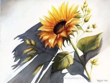 Watercolour painting, sunflower casting a soft shadow, nature-inspired floral art by Kathryn Taylor